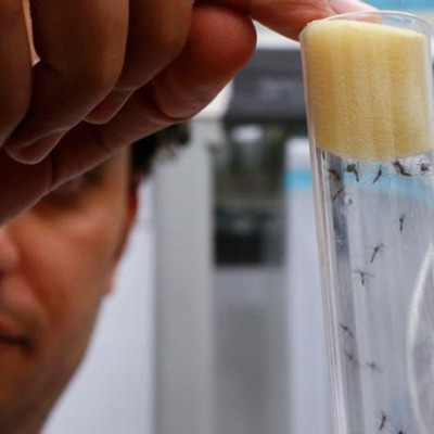  En 18 meses, inicio de ensayos para vacuna de zika: OMS