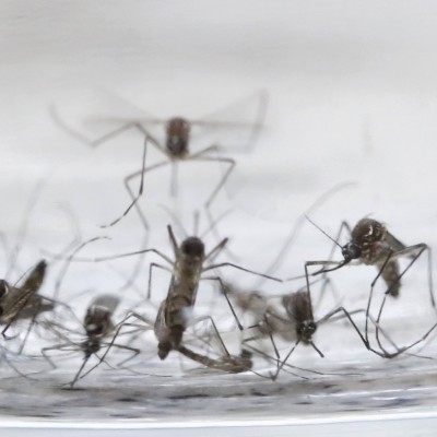  Confirman primer caso de zika en Veracruz