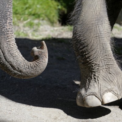  (Video) Elefante desquita furia con autos tras ser rechazado por hembra