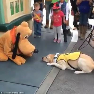  (Video) Perro guía se emociona al conocer a Pluto, su personaje favorito