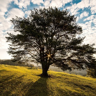  Buscan en Chile crear superárboles resistentes al cambio climático