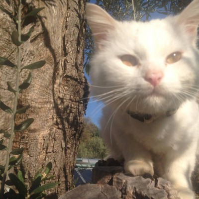  Gato viaja miles de kilómetros para reunirse con su familia de refugiados