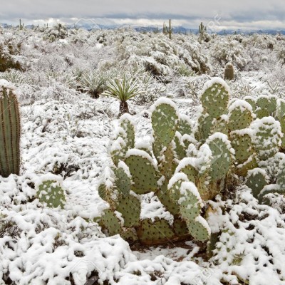  PC reportó hasta 9 grados bajo cero en Sonora