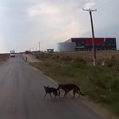  (Video) Perro salva a su amigo de ser atropellado