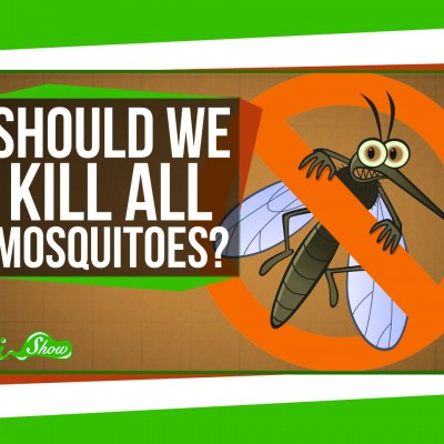  (Video) ¿Qué pasaría si murieran todos los mosquitos?