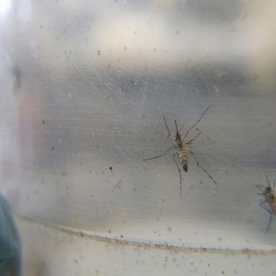  OMS declara emergencia internacional por el virus del zika