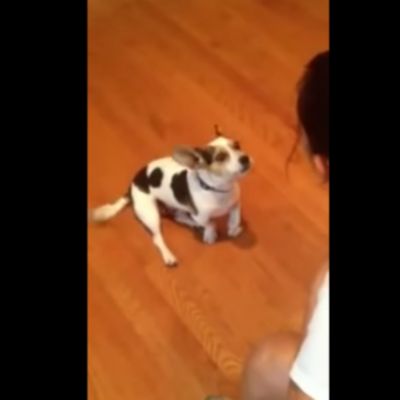  (Video) Mujer enseña a su perro a maullar y se vuelve viral