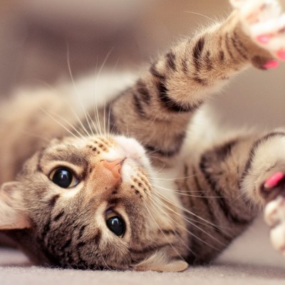  Los beneficios de tener un gato como mascota
