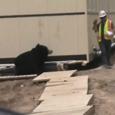  (Video) Viral: Se disfraza de oso como “broma” para sus compañeros de trabajo