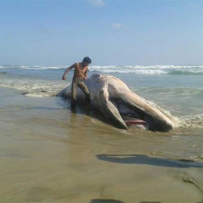  Aparece otra ballena varada en playa de Oaxaca