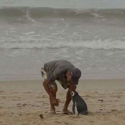  El pingüino que regresa todos los años a visitar al hombre que salvó su vida