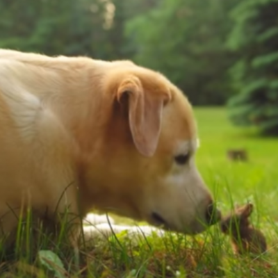  (Video) La viral amistad entre un conejo bebé y un labrador