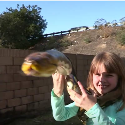  (Video) La familia que convive con pitones y reptiles en su casa
