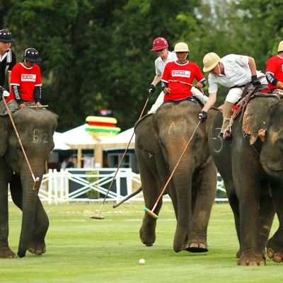  Elefantes rescatados en Tailandia se convierten en estrellas de polo