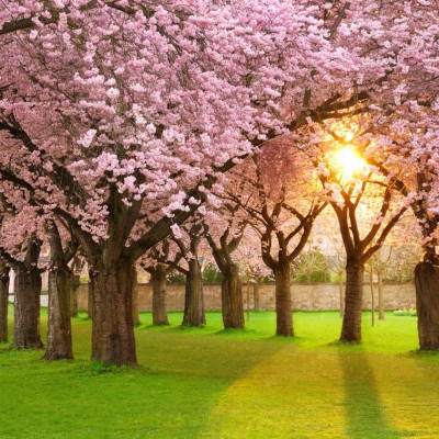  La primavera como la conoces está a punto de cambiar