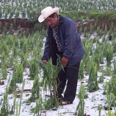  Temporal invernal no ha afectado cultivos en SLP: Sedarh