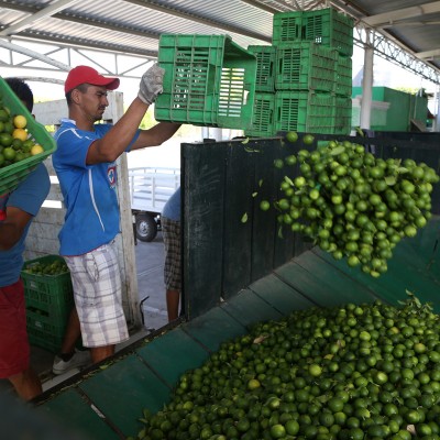  Las razones por las que el limón sigue al alza