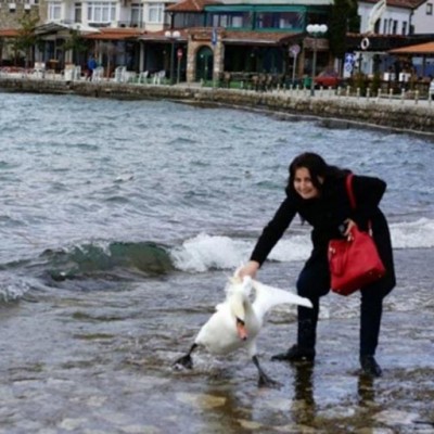  Cisne muere tras ser sacado del agua para ‘selfie’