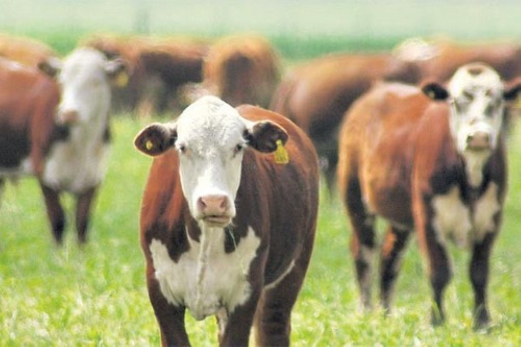  Devastadora enfermedad que ataca al ganado se expande a 76 países