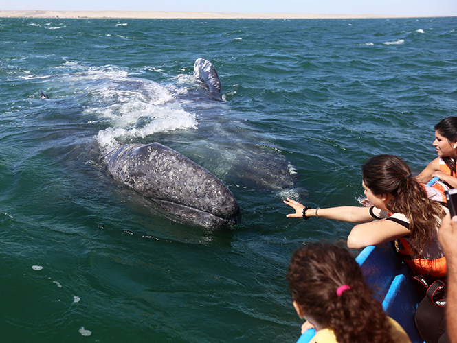  (Galería) Bebé y mamá ballenas juegan con turistas