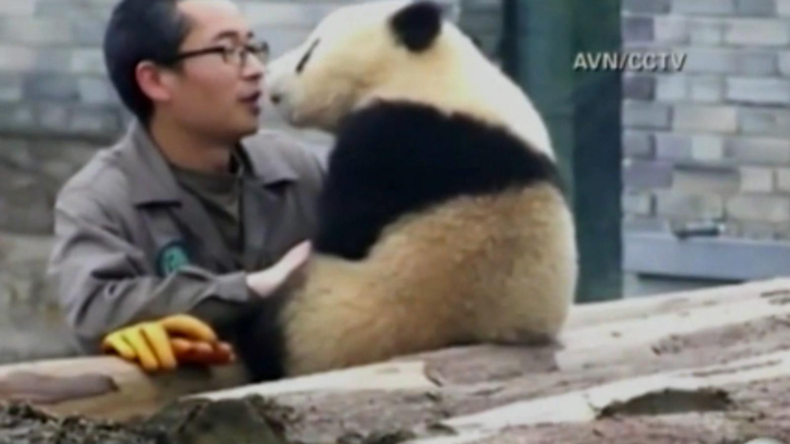  (Video) Manyuemi, el pequeño panda que se toma fotos con su cuidador