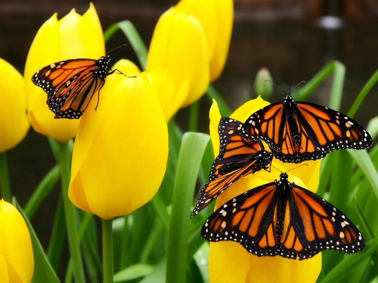  Mariposa monarca, un referente para medir el cambio climático