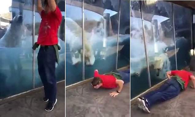  (Video) Oso polar imita a visitante en zoológico