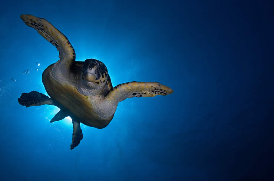  La tortuga real de Camboya está casi extinta