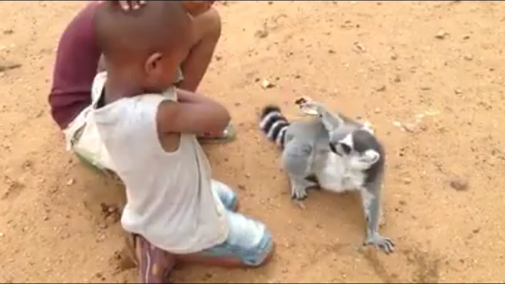  (Video) El lémur que pide a niños que le rasquen la espalda