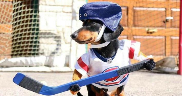  (Video) Perros salchicha participan en divertido partido de hockey