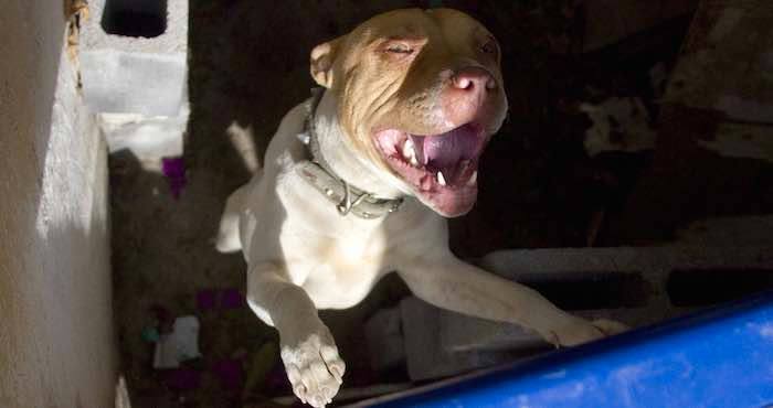  Autoridades de Saltillo reportan aumento en abandono de pitbulls tras ataque en el que murió un niño