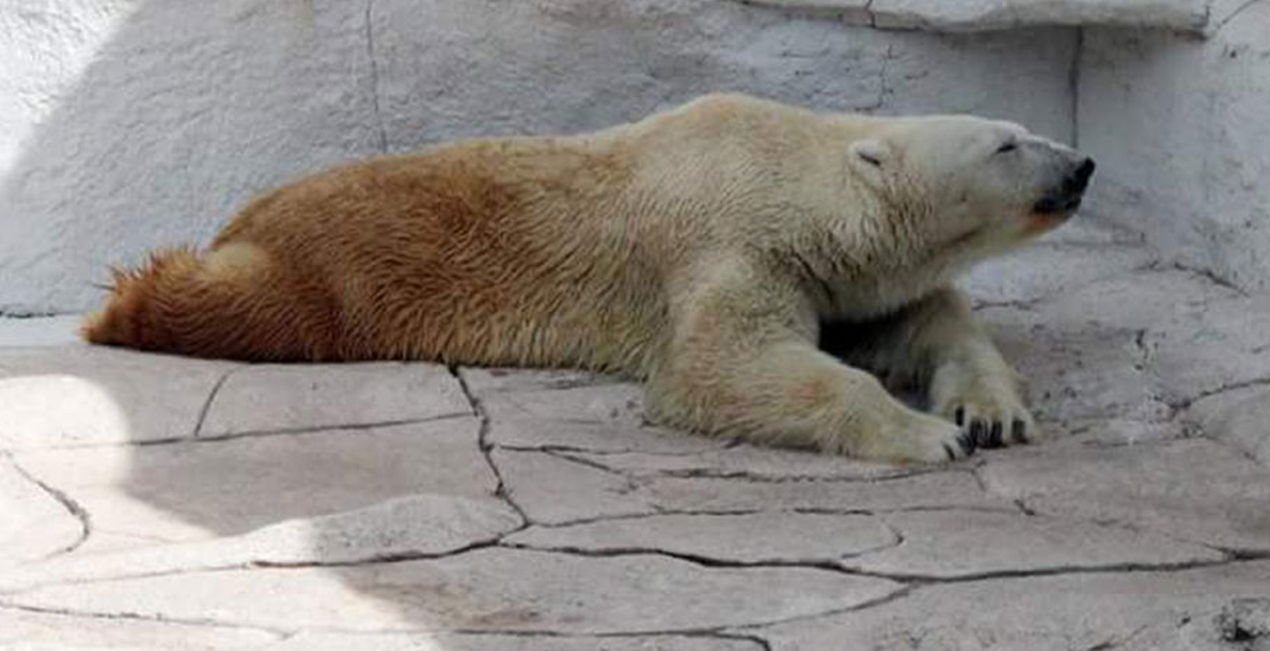  Muere oso polar en zoológico de León, Guanajuato
