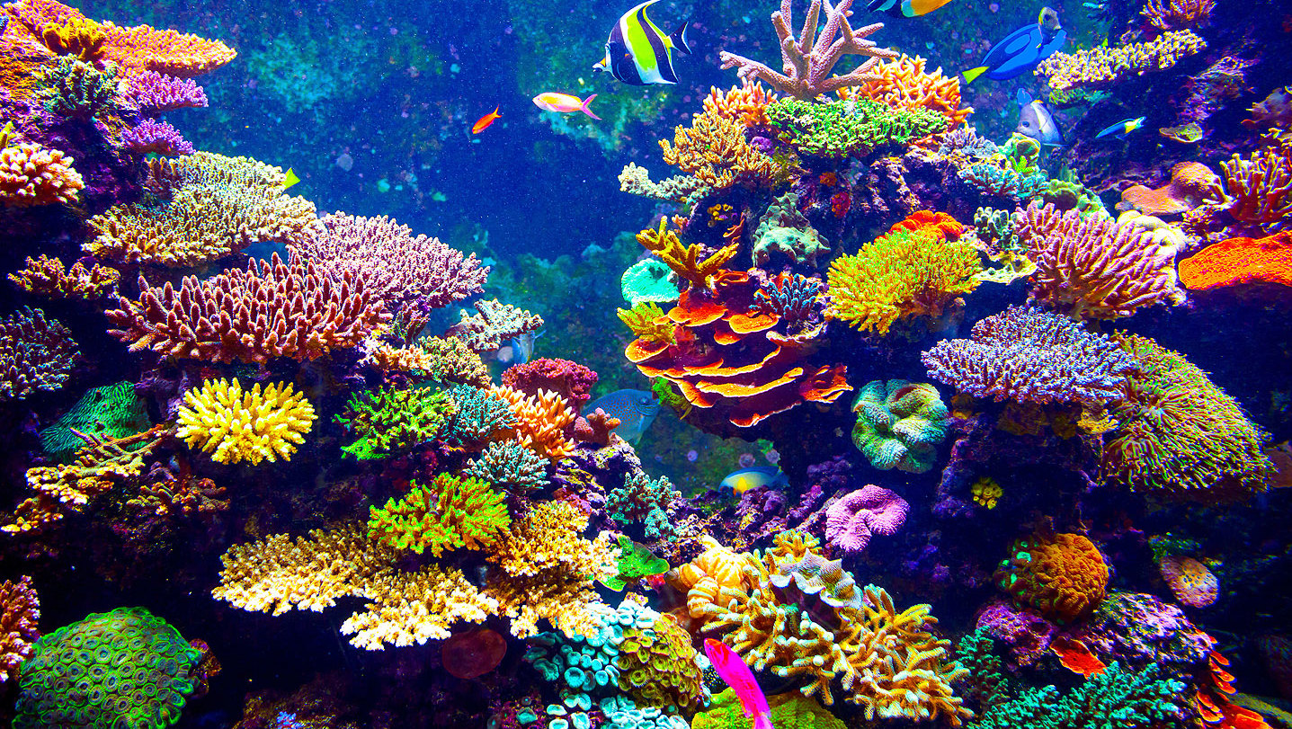  Corales podrían sobrevivir al cambio climático