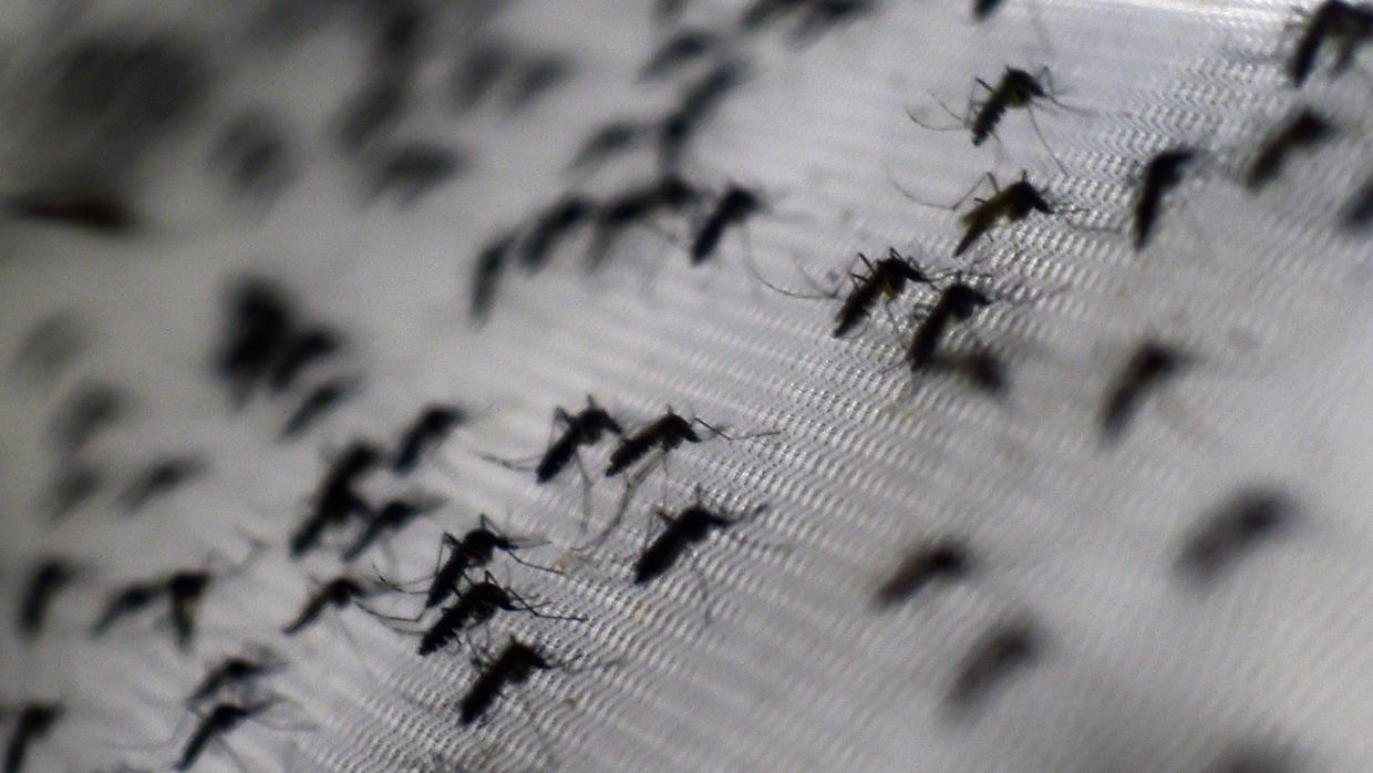  UNAM obtiene patente que mata al mosquito transmisor del dengue, zika y chikungunya