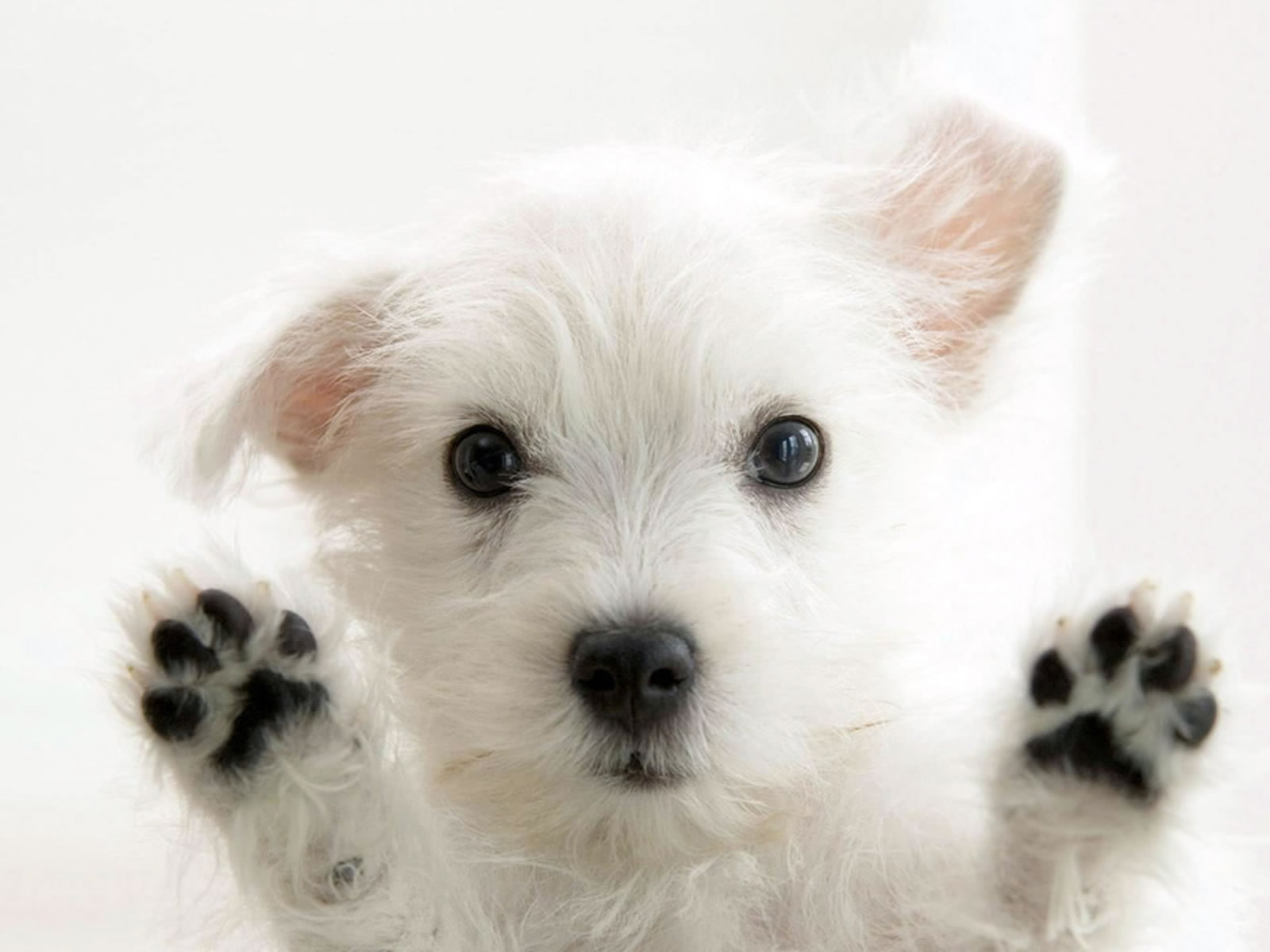  ¿Cómo hacen los perros para saber la hora en que llegarás a casa?