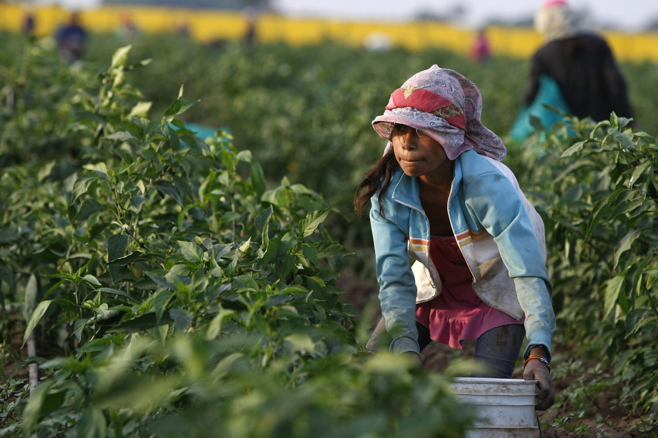  Acuerdan no contratar niños para cosechas en Chihuahua