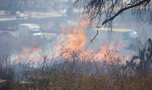  Segam reforestará al 100% hectáreas afectadas por incendios