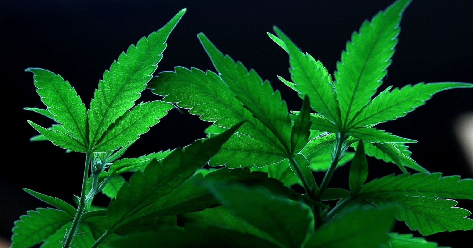  Senado prevé legalizar marihuana en abril; no será para uso recreativo