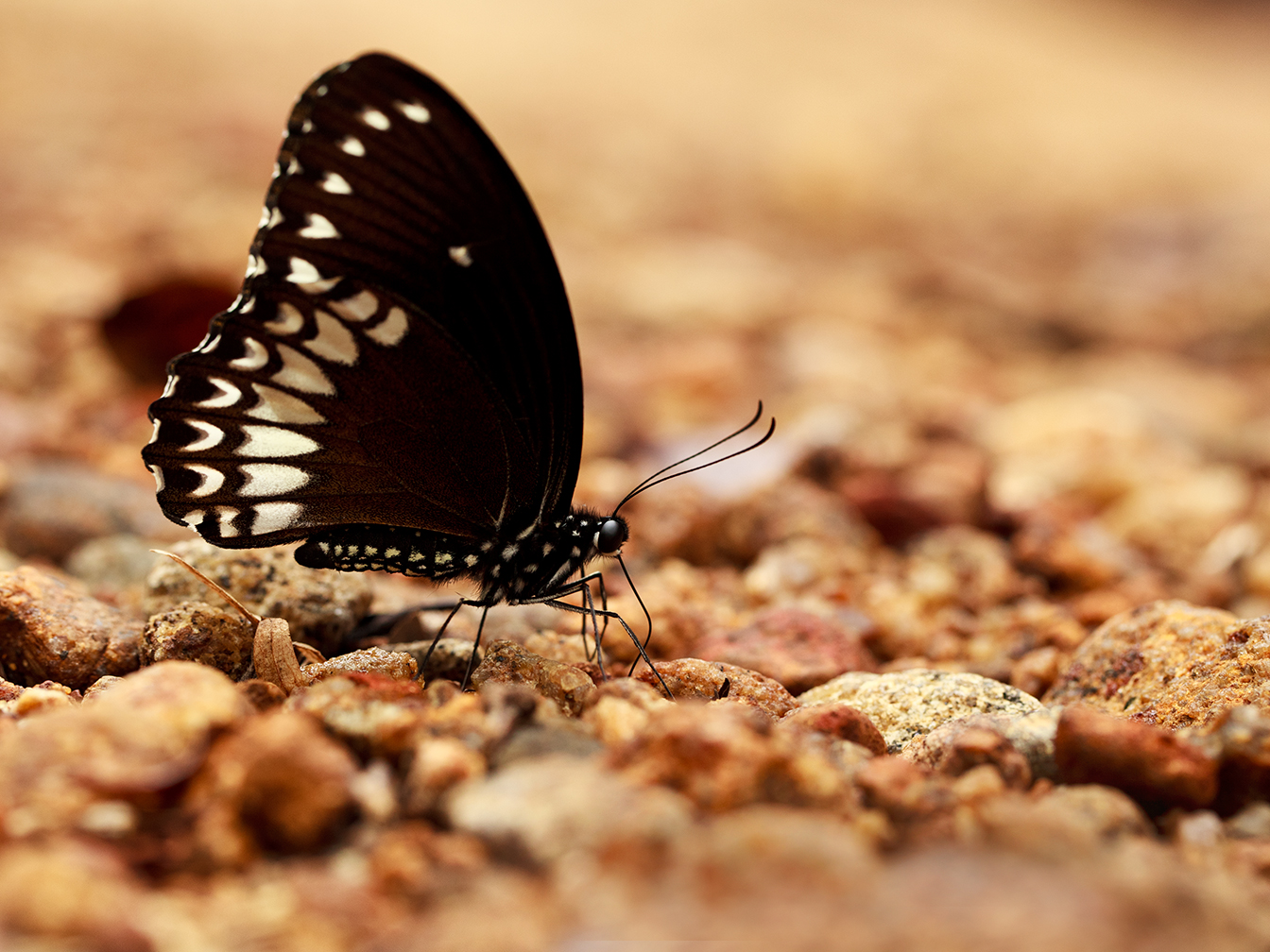  Datos increíbles sobre las mariposas