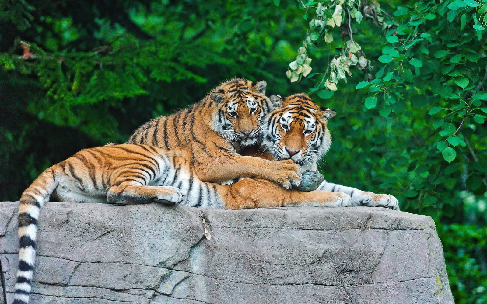  Población mundial de tigres aumenta por primera vez en un siglo