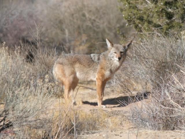  “Quemaron” coyote (no perro), porque atacó animales domésticos: Inculpados