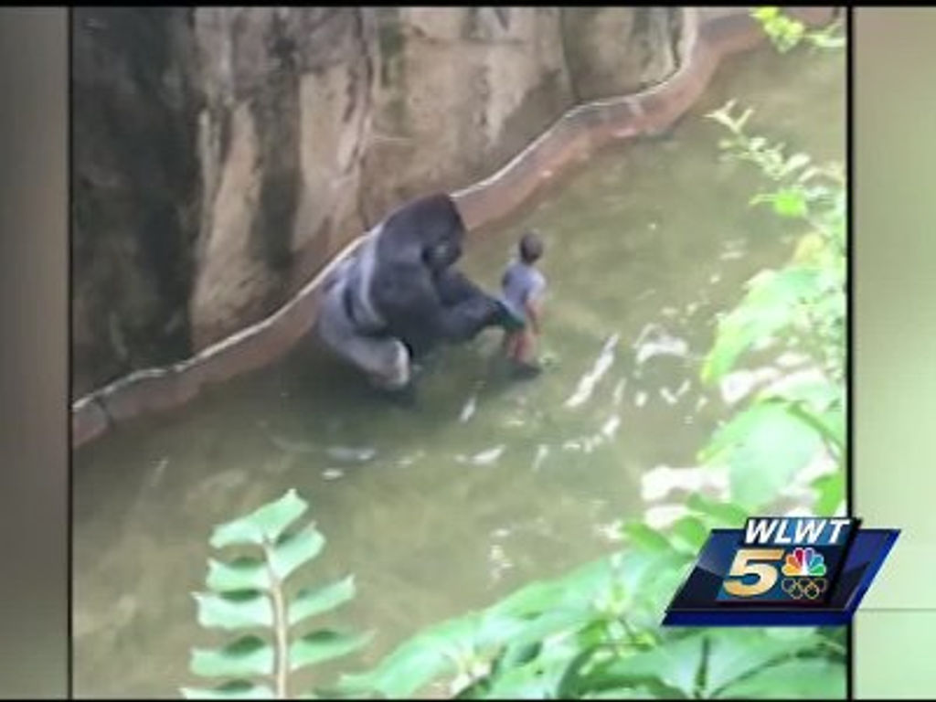  (Video) Matan a gorila en zoológico de Ohio para salvar a niño