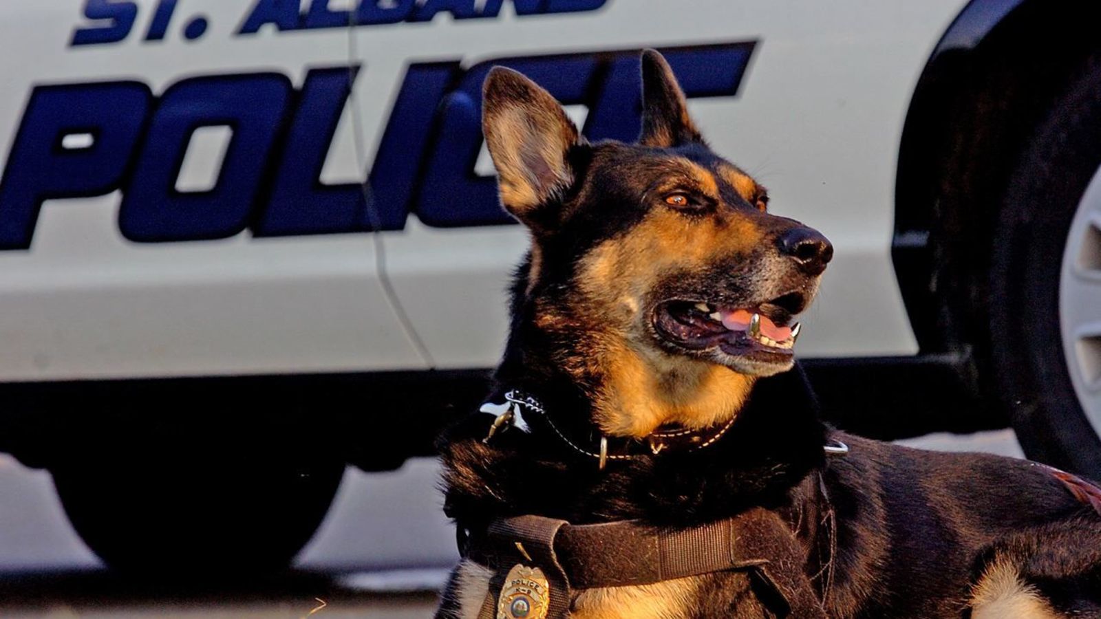  Perros policías, entrenados para oler amenazas terroristas durante Rio 2016