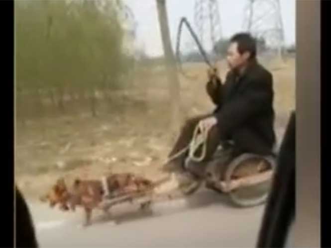  (Video) Indiga a internautas hombre que usa a perro para jalar carreta en China
