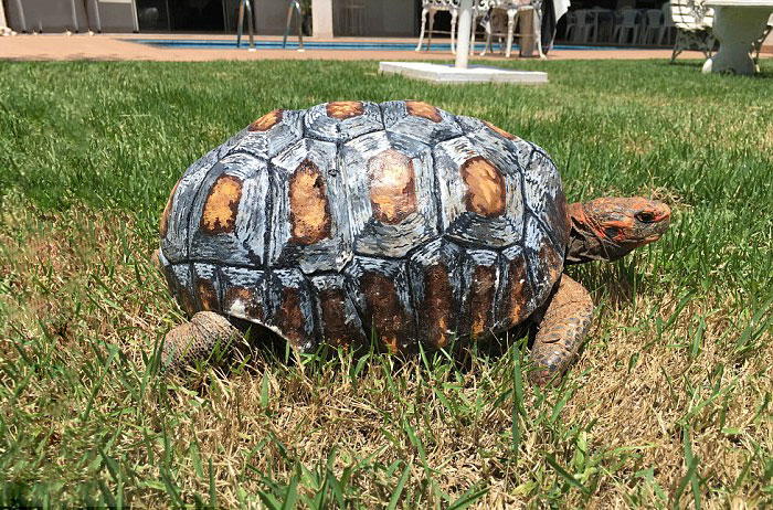  Tortuga recibe primer caparazón hecho con impresora 3D