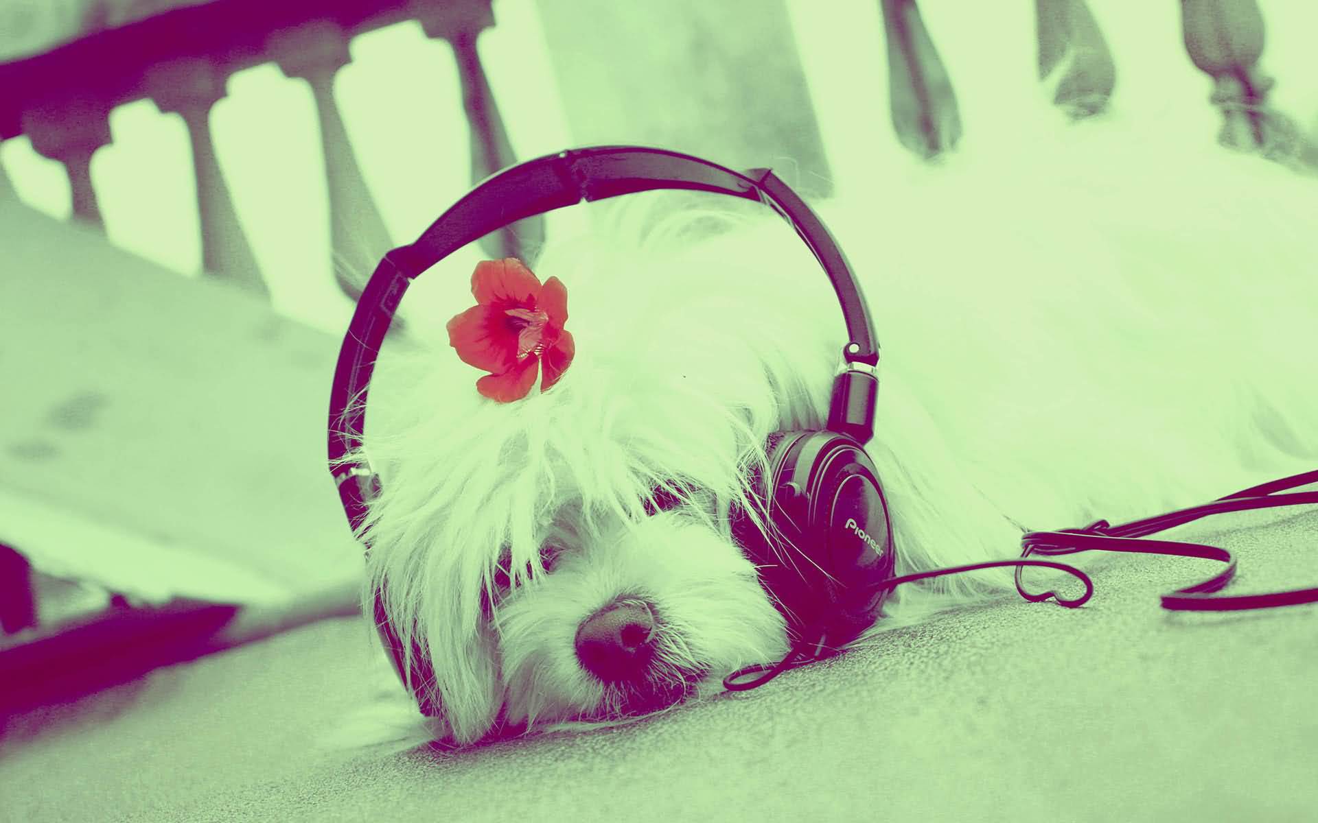  Estudio revela que a los perros y gatos les gusta la música