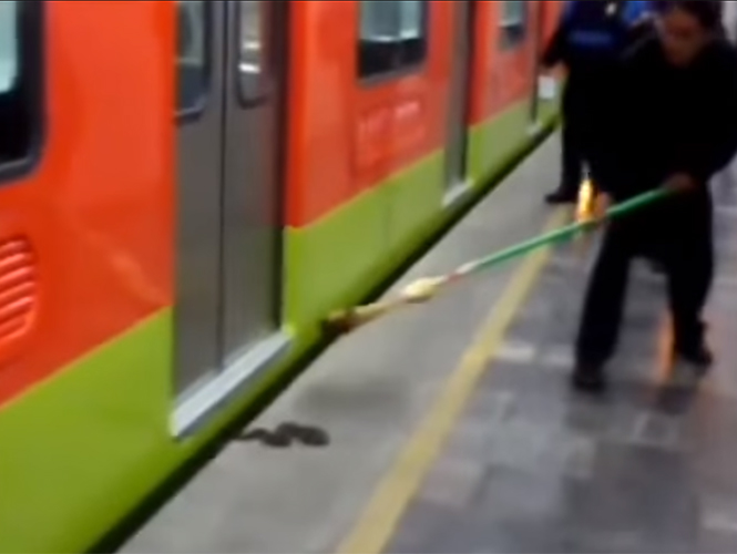  (Video) Encuentran serpiente de cascabel en el metro Tláhuac