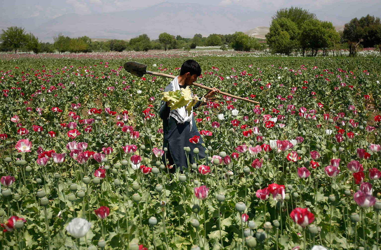  Al menos 50 mil personas en Guerrero viven del cultivo de amapola