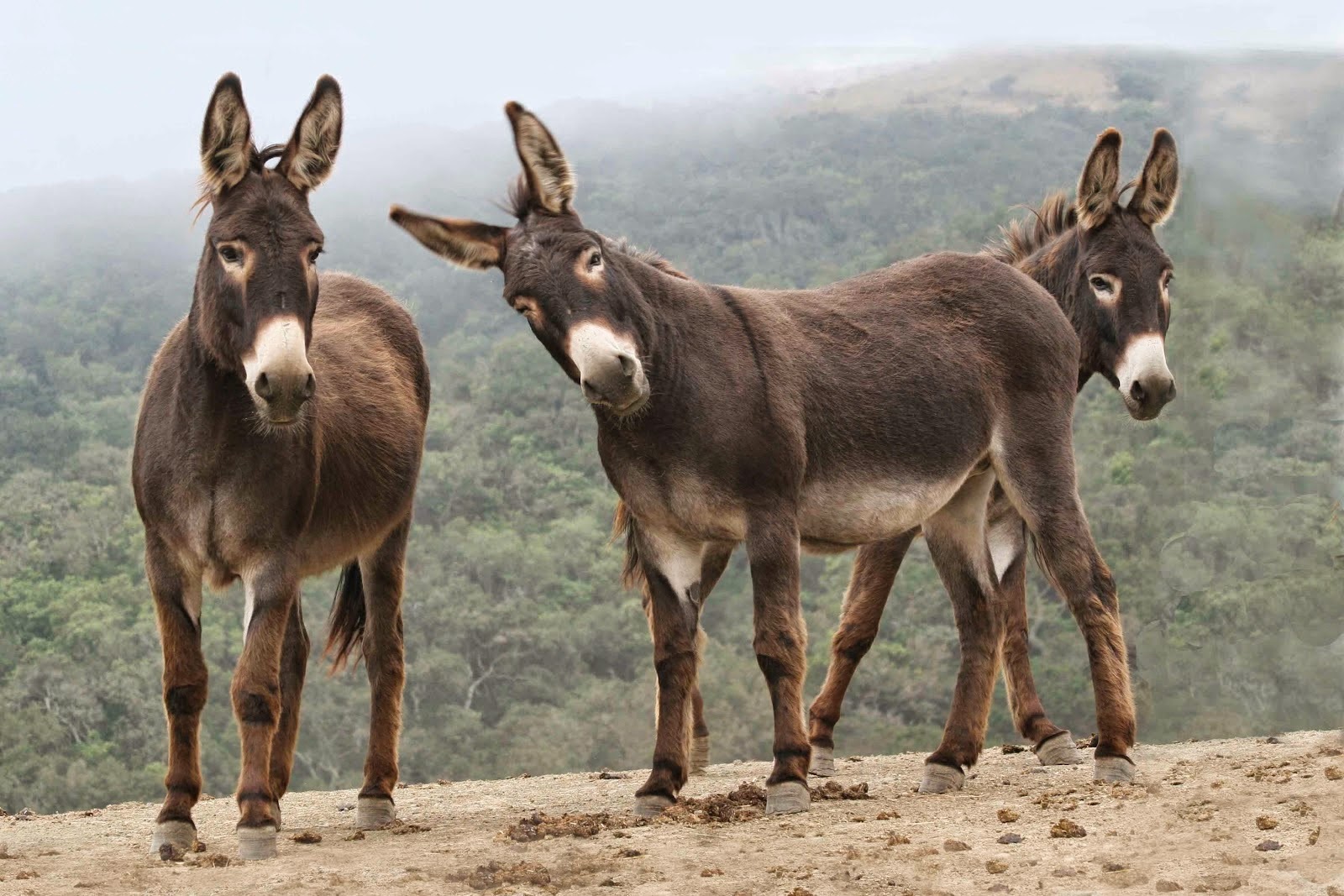  Otumba tiene santuario para preservación de burros