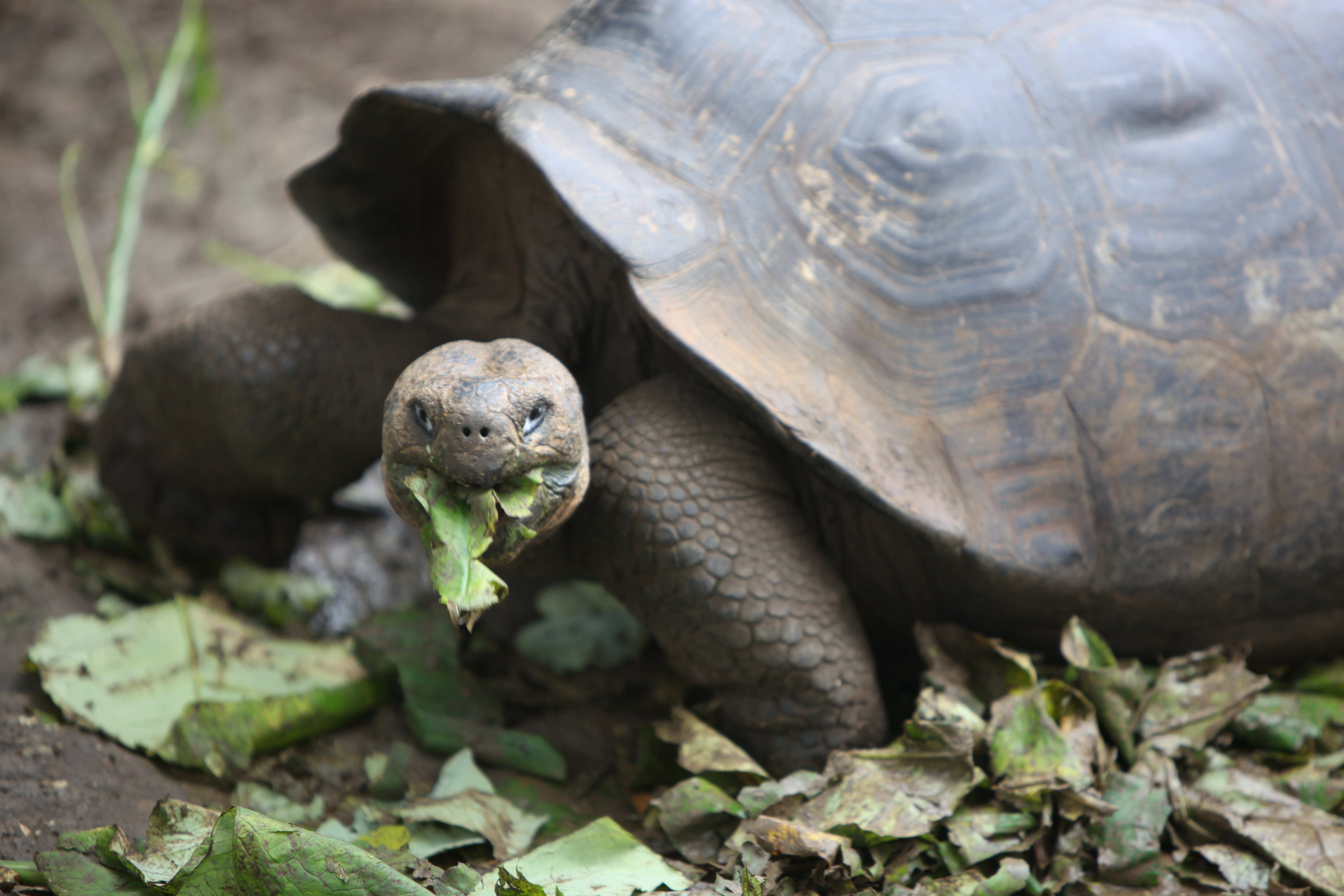  Tortuga de Galápagos y Cochinilla de Brasil, dentro del ‘top ten’ de nuevas especies